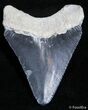 Inch Bone Valley Megalodon Tooth - Serrated #2438-1